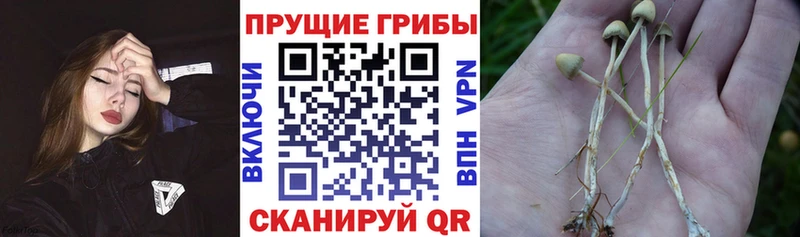 Псилоцибиновые грибы мицелий  Дивногорск 